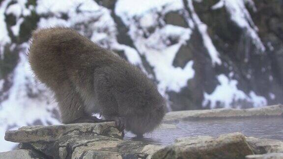 日本雪猴在冬天喝温泉水短尾猿