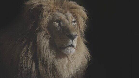 美丽的狮子画像黑暗中的狮子一只成年狮子在阳光下休息狮子在休息4K慢动作视频ProRes422未分级C-LOG10位