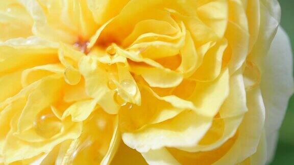 特写美丽的黄色玫瑰与水滴