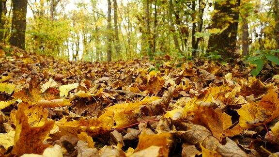 黄叶的秋天森林平移