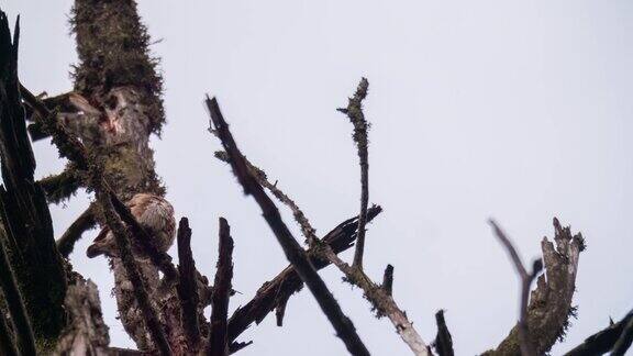 黑森林里一只小猫头鹰在树枝上