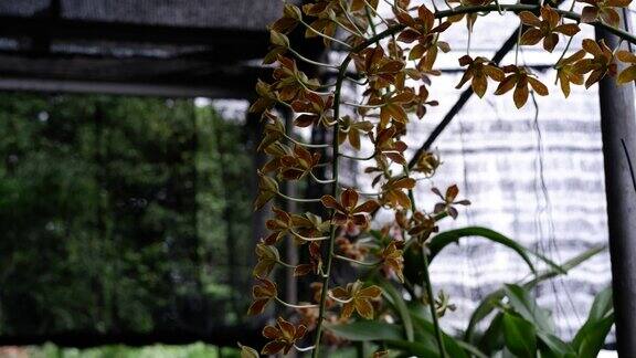 大兰(Grammatophyllumspeciosum)大兰(Grammatophyllummartae)玛尔塔(Marta’sGrammatophyllum巨兰虎兰或兰花女王)世界上最大的兰花