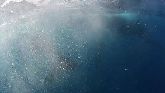 小鲸鱼座头鲸和妈妈在水下游泳