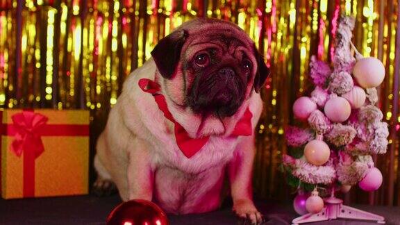 可爱的米色狗戴着蝴蝶结在新年的气氛可爱的哈巴狗坐在圣诞树和礼物盒的背景上明亮的金属丝