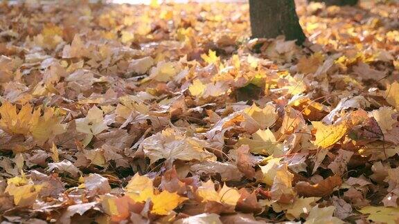 自然在秋天枫叶的落叶秋天在森林或公园里散步黄色落叶的背景地面覆盖着橙色的叶子秋天的调色板缓慢的运动近距离