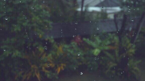 慢镜头:小小的雨点向郁郁葱葱的热带后院落下