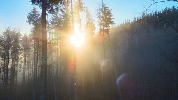 日出透过森林松树发出耀眼的光芒