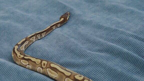 卧室里的宠物蛇