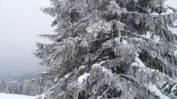 美丽多云的冬季冷杉树