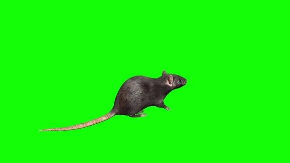 动画灰色的老鼠毛圈包括α镜头