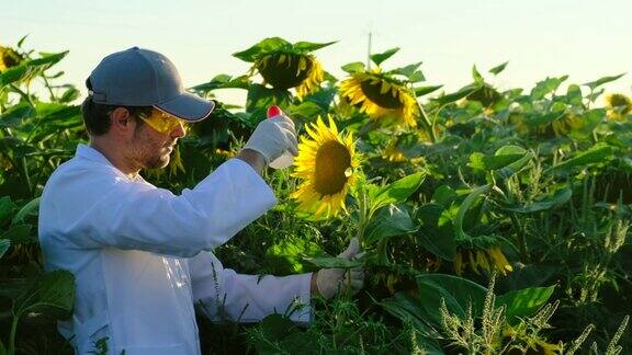 实验室助理检查青翠的植物生长农业产业向日葵