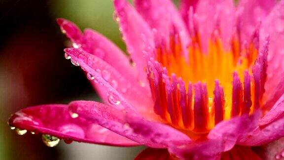 池塘里盛开的粉红荷花