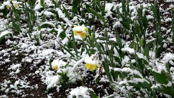 晚春时节雪花落在盛开的水仙花上