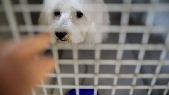 一只可怜的白狗在他的小金属笼子里