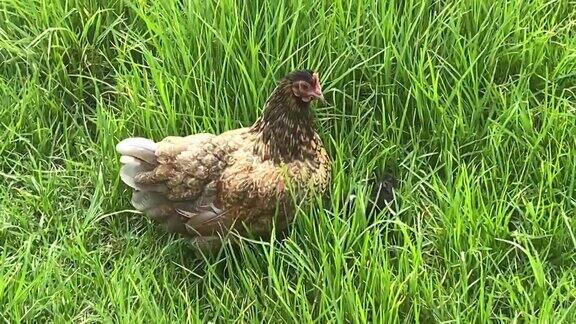 在绿草地上放养的母鸡和小鸡