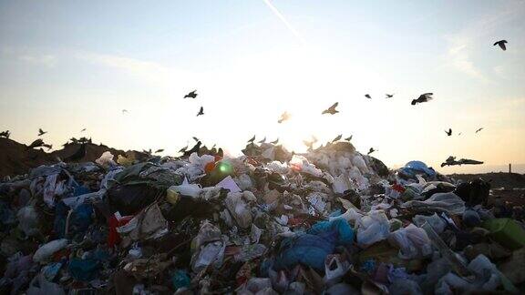 城市垃圾在垃圾填埋场到处都是鸟