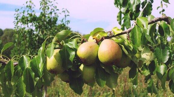 梨子在树枝上梨树上挂着的梨子