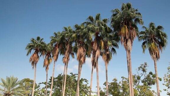 棕榈树迎风蓝天