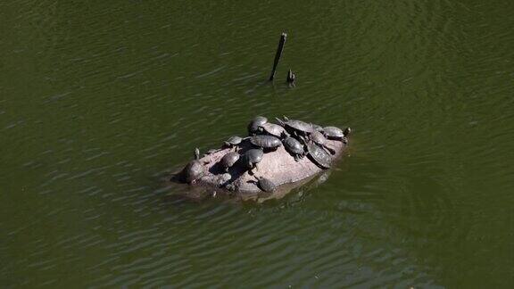 海龟在岩石上晒日光浴