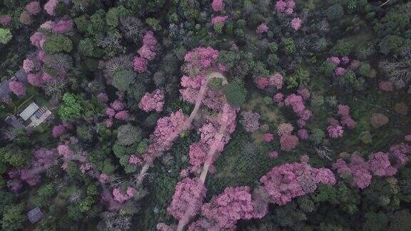 无人机在泰国清迈拍摄粉色樱花盛开的土路