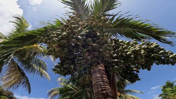 棕榈树上的枣子