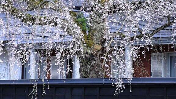 樱花在日本樱花角馆