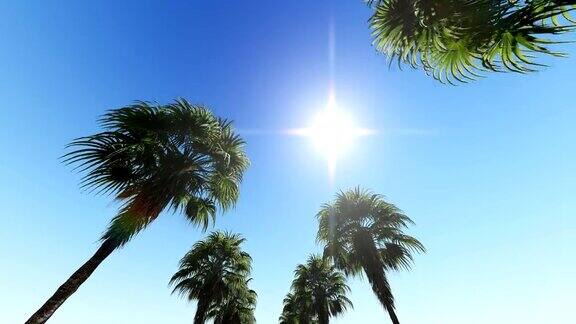 在蓝天上移动椰子树顶