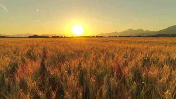 在金色的夕阳下田园诗般的农田上美丽的麦田