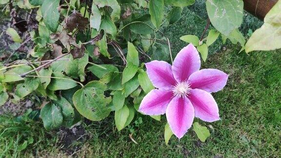 花园里多年生铁线莲藤蔓的花美丽的铁线莲的花