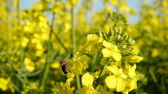 蜜蜂和油菜花慢镜头