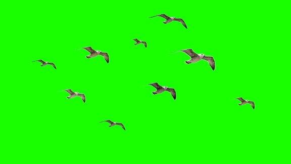飞翔的鸟海鸥在色度键