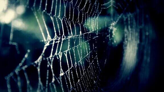 黑暗中的蜘蛛网-概念视频