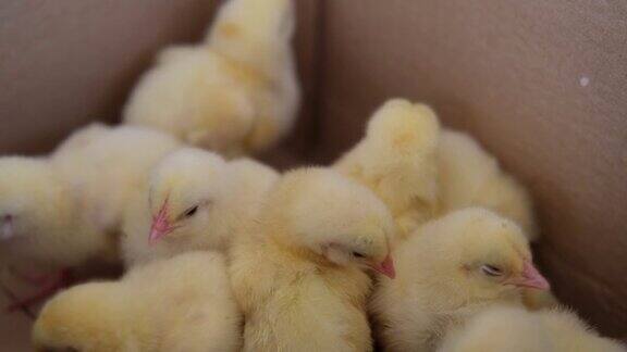 农场里的一个盒子里有很多小鸡