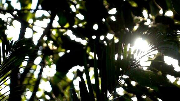 阳光透过树叶照在树上慢镜头