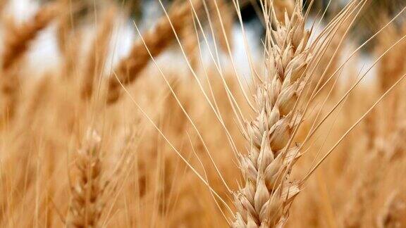 麦田的成熟小麦穗丰收