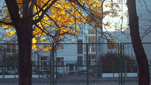 城市里的秋天黄色的秋叶在城市公园里