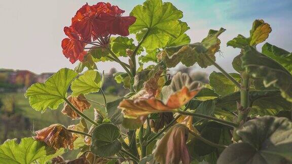 阳台上的天竺葵