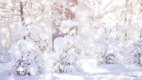 在一个阳光明媚的日子里森林里白雪覆盖着可爱的小圣诞树
