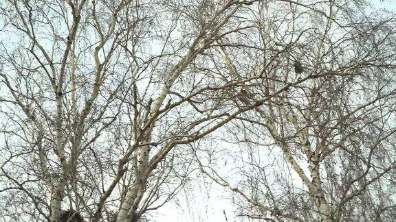春天的开始桦树上的鸟屋黑嘴鸦筑巢晴天乌鸦在树上筑巢