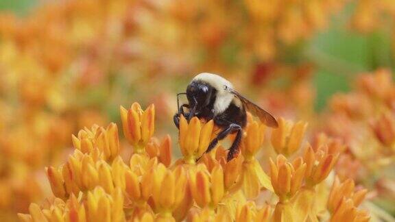 蜜蜂给花园里的花授粉