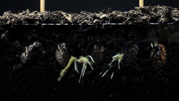 植物种子根部生长在地下随着时间的推移萌发