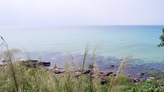 宁静的自然风光草花逆风海洋背景