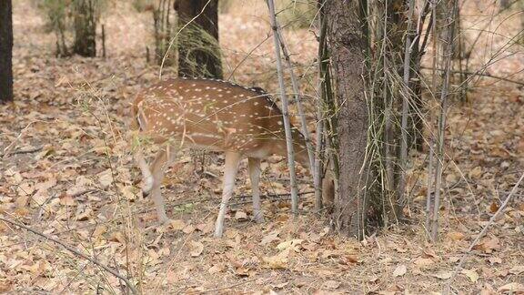 斑点鹿(轴线)国家公园印度