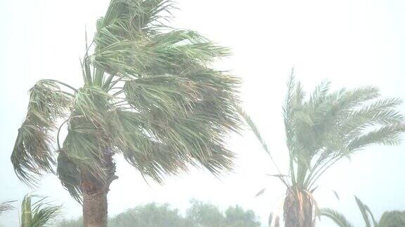 棕榈树在热带风暴的强风中摇曳飓风暴雨强热带风暴