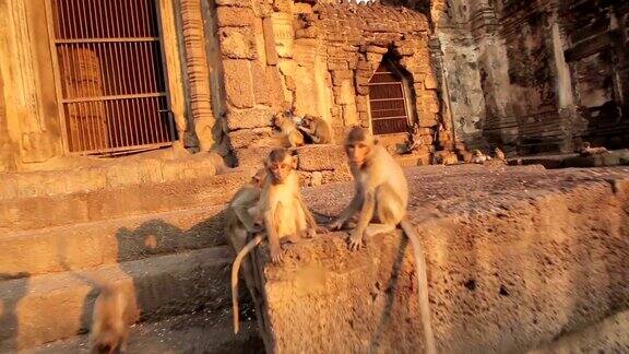 泰国华府里泰国寺庙里的小猴子