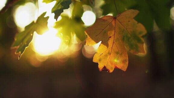 秋天的树叶森林郁郁葱葱树木的叶子白焦轻