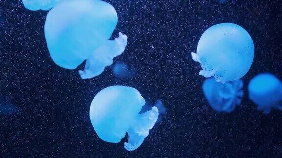 Lychnorhizalucerna大理石水母在深蓝色背景的水中移动水母水母在水中水母水下镜头与发光的水母在水中移动