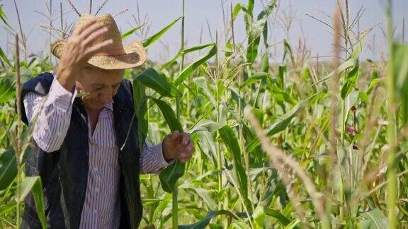 玉米地里的农民剥玉米一位戴着草帽的老人走在玉米地里