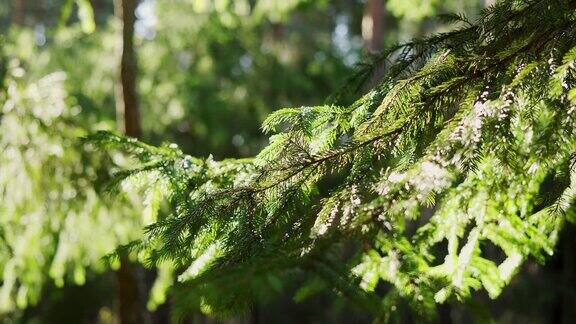 春天的森林里云杉的枝条在风中摇曳