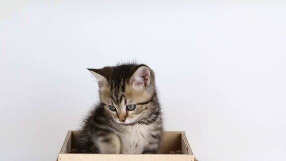 棕色的小猫坐在一个木盒子里舔着嘴唇